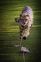 The Thrill of the Chase
